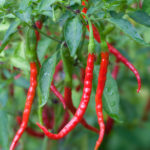 Chili de Arbol Pepper Pict