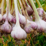 garlic pict