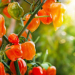 habanero pict