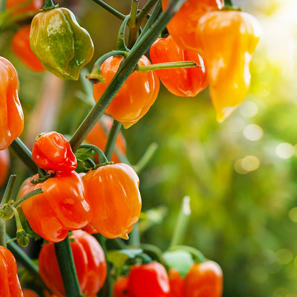 https://salsabrava.store/wp-content/uploads/2020/06/600-habanero.jpg