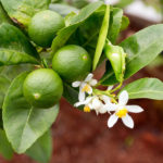lime tree pict