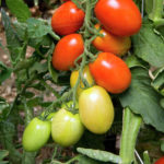 roma tomatoes pict